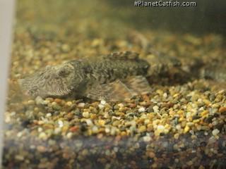 Spatuloricaria caquetae