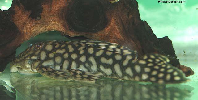 Spectracanthicus cf. zuanoni