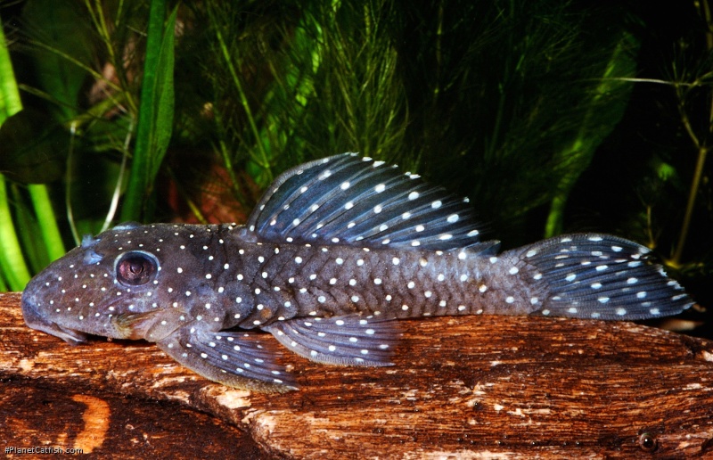 Spectracanthicus punctatissimus
