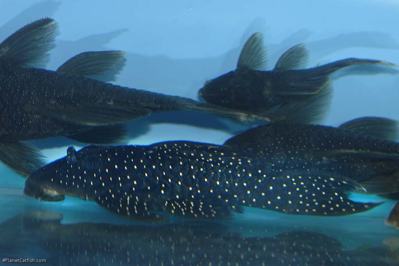 Spectracanthicus punctatissimus