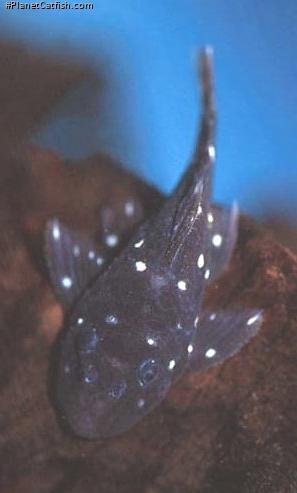 Spectracanthicus sp. (L254)