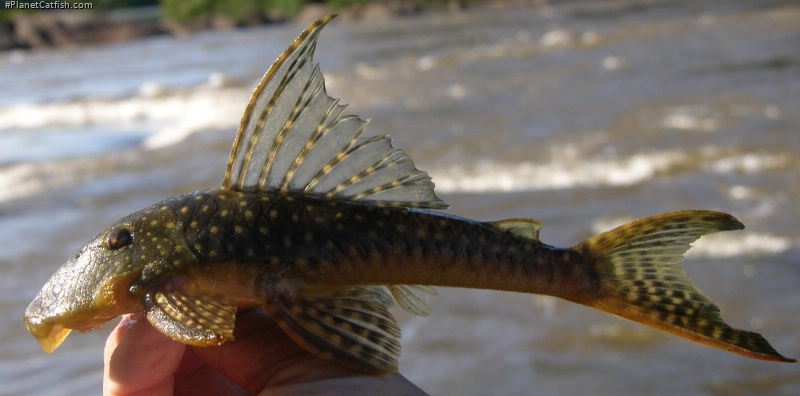 Stellantia siderea