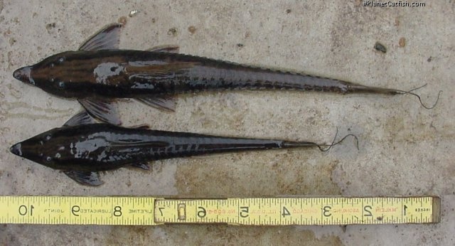 Sturisoma barbatum