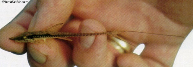 Sturisoma monopelte