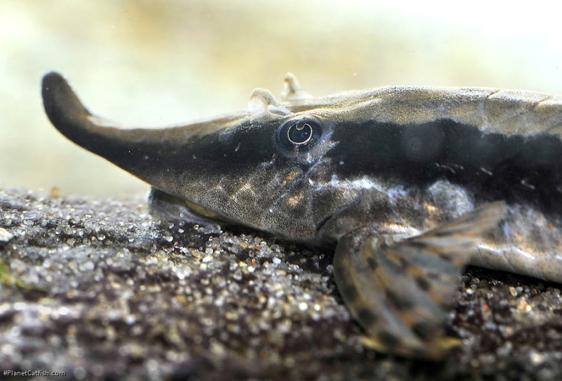 Sturisoma nigrirostrum