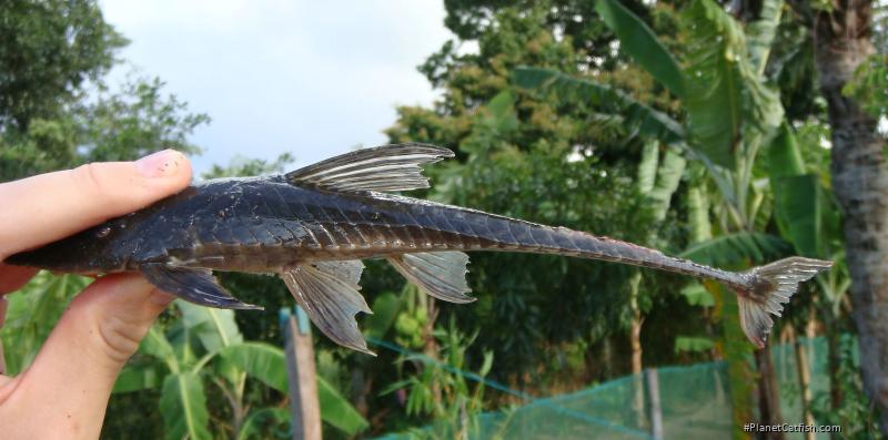 Sturisoma robustum