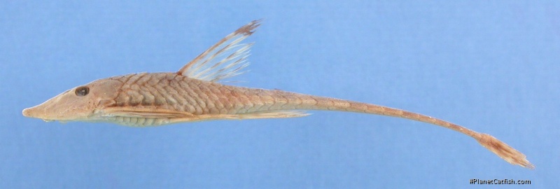 Sturisomatichthys caquetae