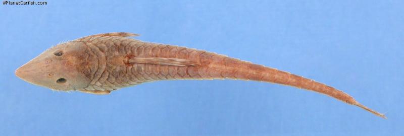 Sturisomatichthys caquetae