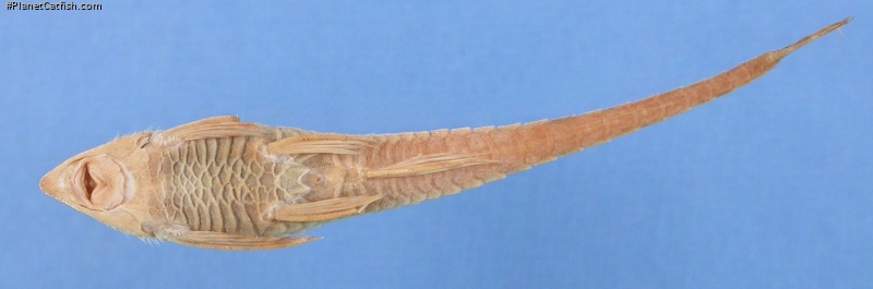 Sturisomatichthys caquetae