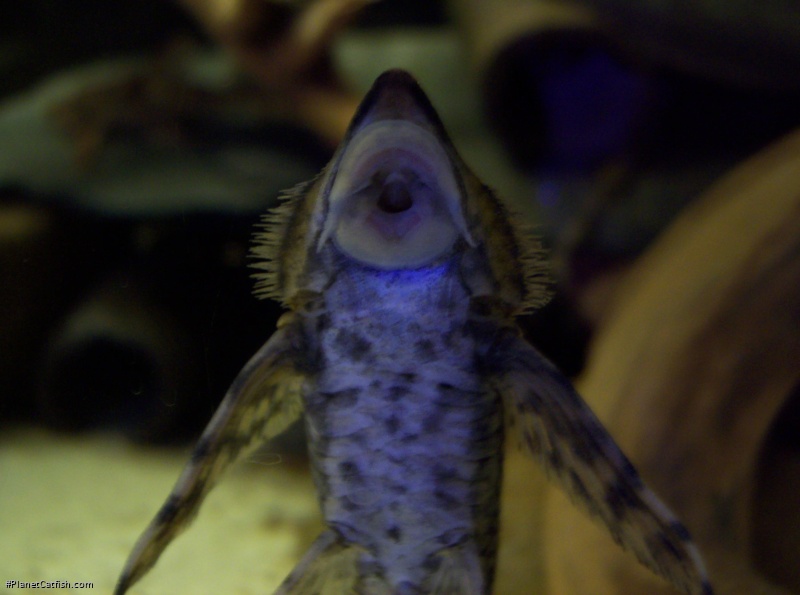 Sturisomatichthys festivus
