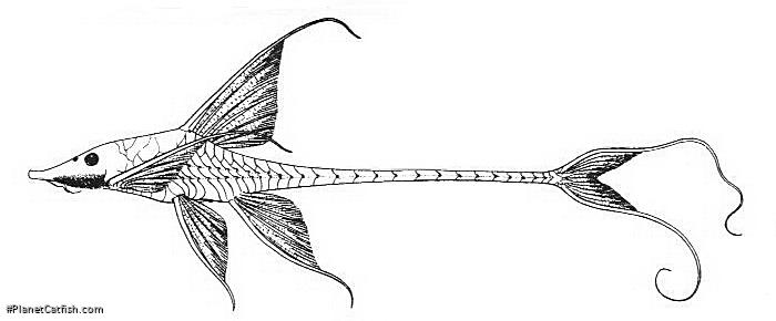 Sturisomatichthys festivus