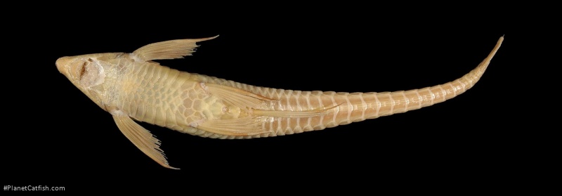 Sturisomatichthys kneri