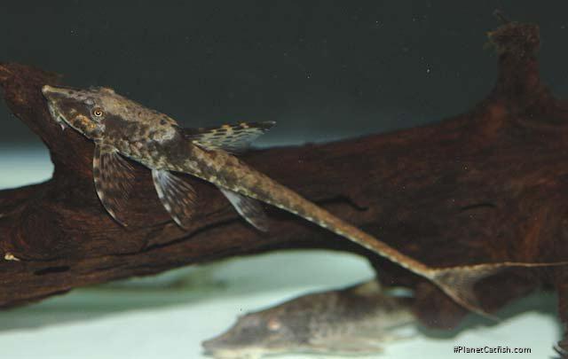 Sturisomatichthys leightoni