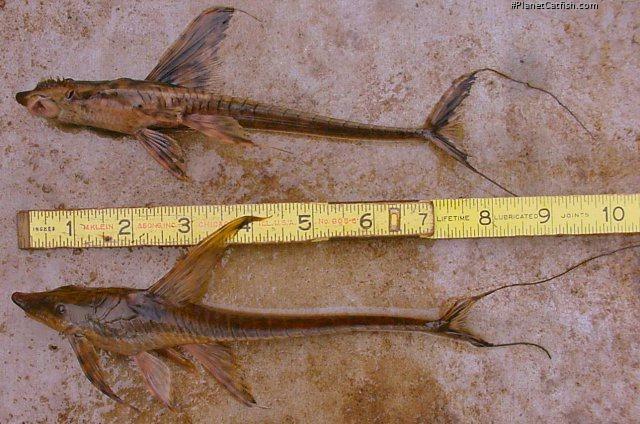 Sturisomatichthys reinae