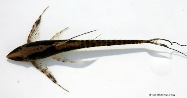 Sturisomatichthys reinae