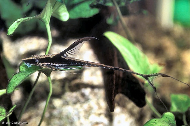 Sturisomatichthys reinae