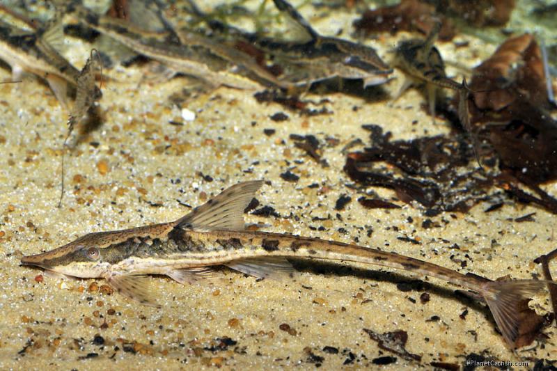 Sturisomatichthys sp. `RIO ATABAPO`