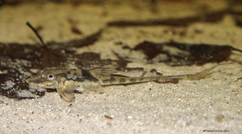Sturisomatichthys sp. `RIO ATABAPO`