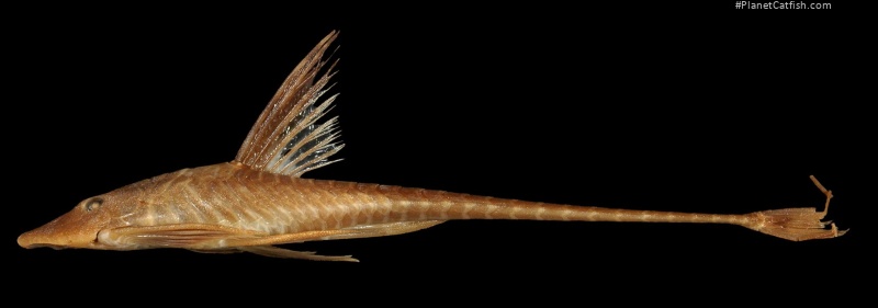 Sturisomatichthys tamanae