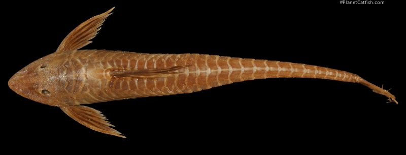 Sturisomatichthys tamanae