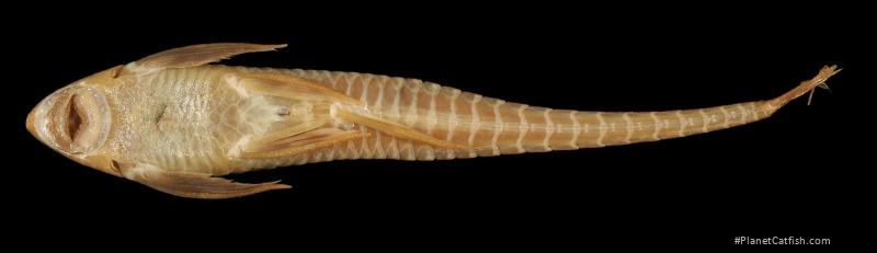 Sturisomatichthys tamanae