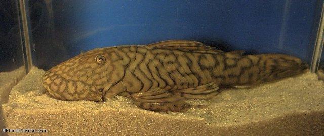 Transancistrus sp. (1)