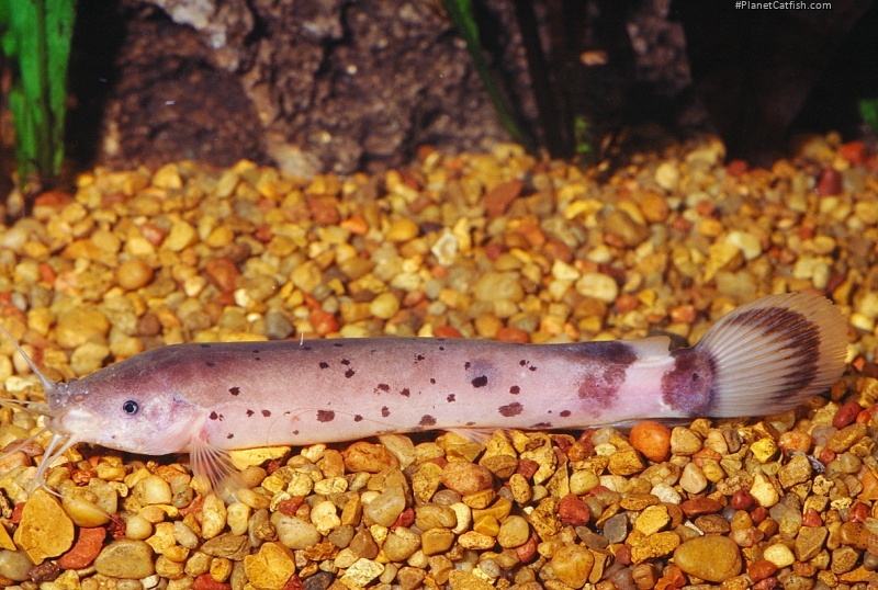Malapterurus beninensis
