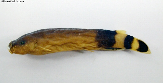 Malapterurus beninensis