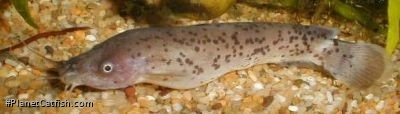 Malapterurus microstoma