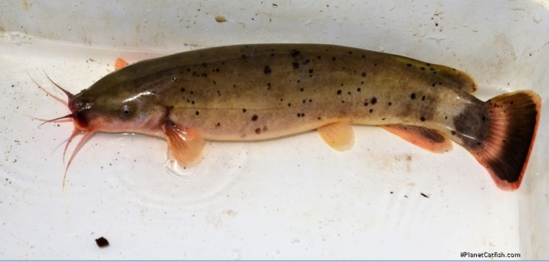 Malapterurus shirensis