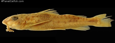 Acanthocleithron chapini