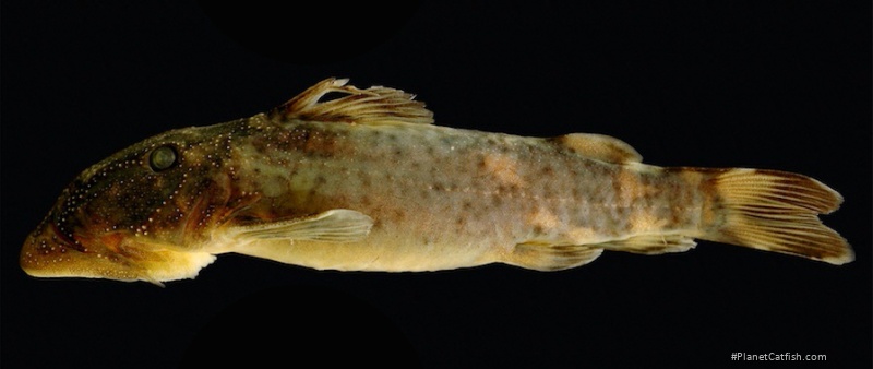 Atopodontus adriaensi