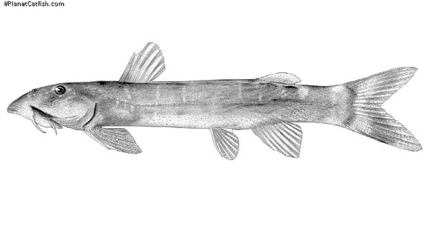 Chiloglanis angolensis