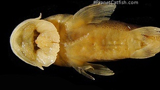 Chiloglanis batesii