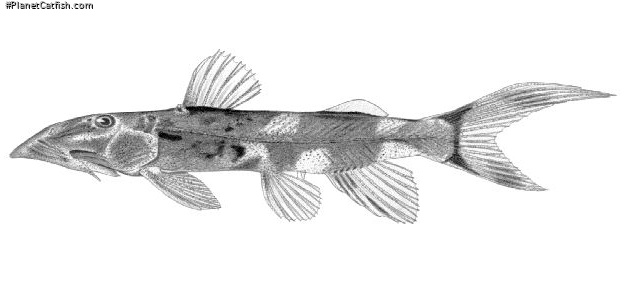 Chiloglanis batesii