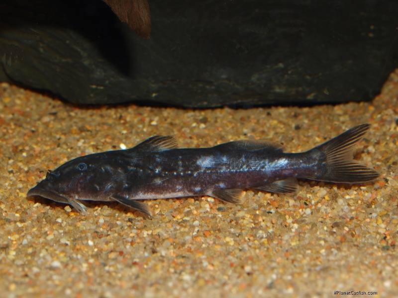 Chiloglanis congicus