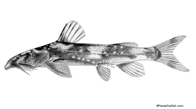 Chiloglanis lukugae