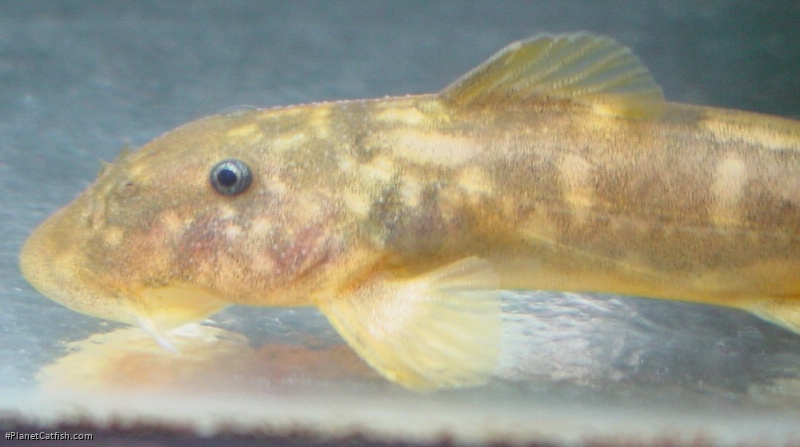 Chiloglanis pretoriae