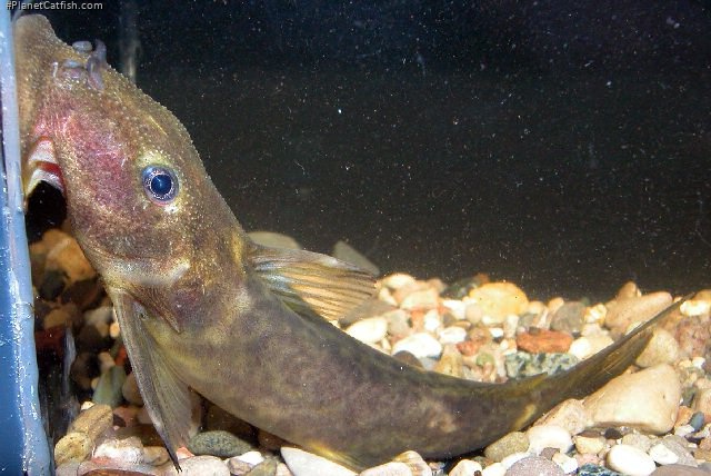 Euchilichthys cf. astatodon