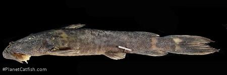 Euchilichthys guentheri