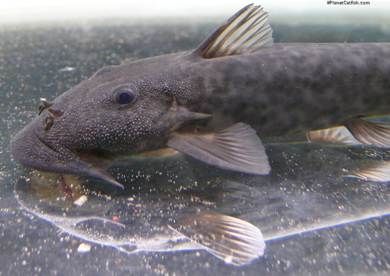 Euchilichthys guentheri