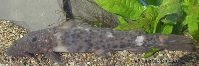 Euchilichthys royauxi