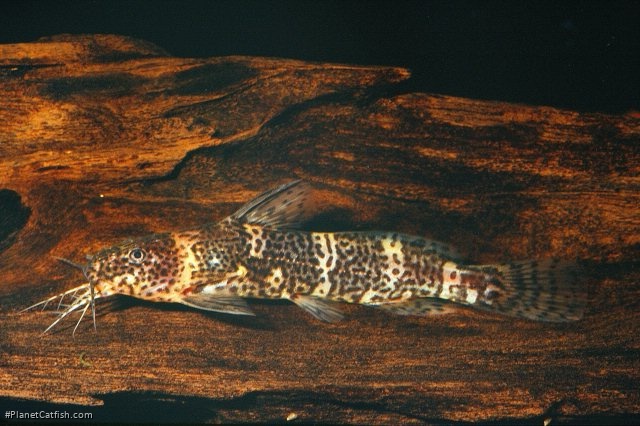 Microsynodontis batesii