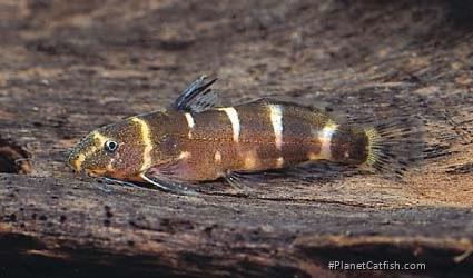 Microsynodontis christyi