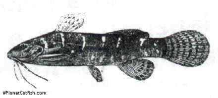 Microsynodontis christyi