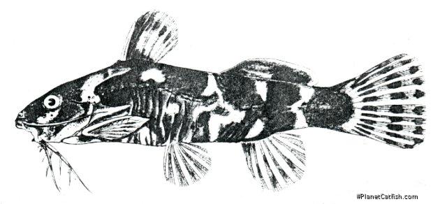 Microsynodontis lamberti