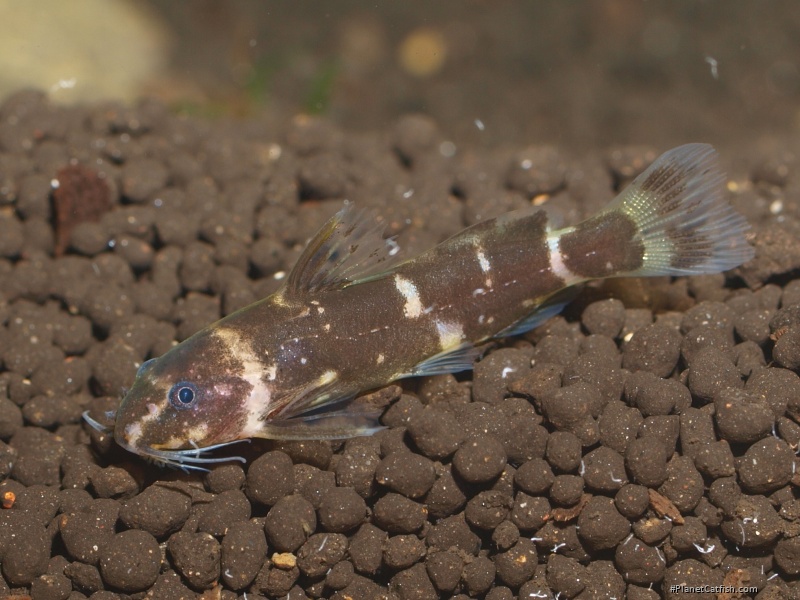 Microsynodontis sp. (1)