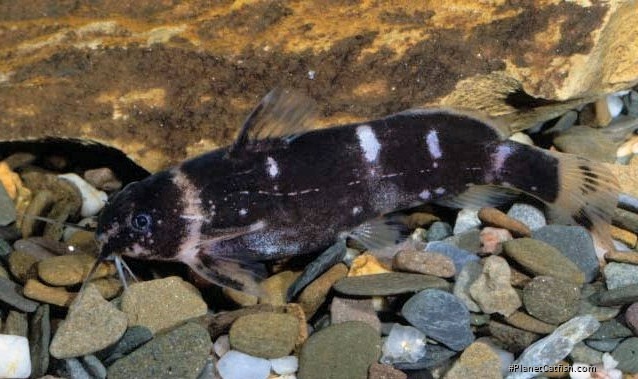 Microsynodontis sp. (1)