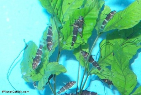 Microsynodontis sp. (1)