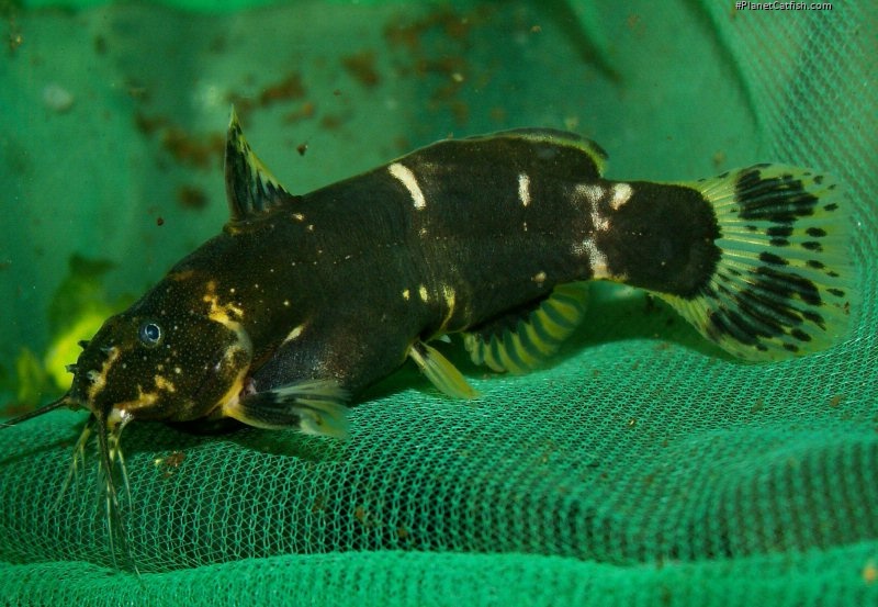 Microsynodontis sp. (1)